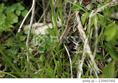 カナヘビ 22060568