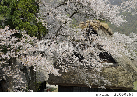 合掌造り民家と桜 22060569