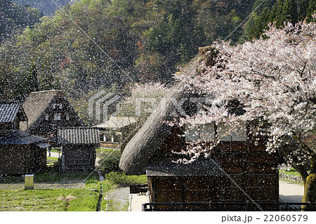 花吹雪舞う五箇山・菅沼合掌造り集落 花吹雪舞う五箇山・菅沼合掌造り集落 22060579
