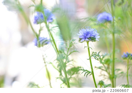 ギリア・カピタータ 22060607