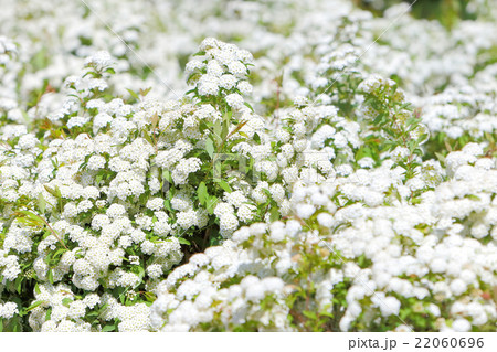 コデマリ 22060696