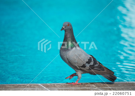 Pigeon in the pool 22060751