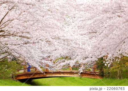 桜 桜 22060763