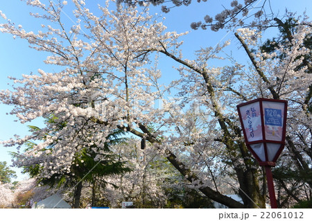 サクラ満開の時期の弘前公園 サクラ満開の時期の弘前公園 22061012
