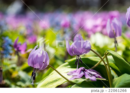 カタクリ 22061266