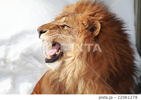 ライオンの写真素材