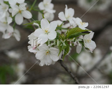 桜 22061297
