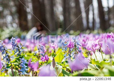 カタクリ群生 22061346