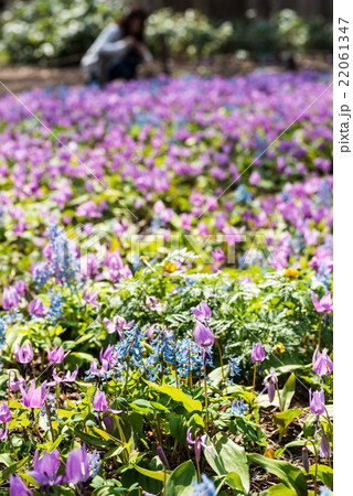 カタクリ群生 22061347