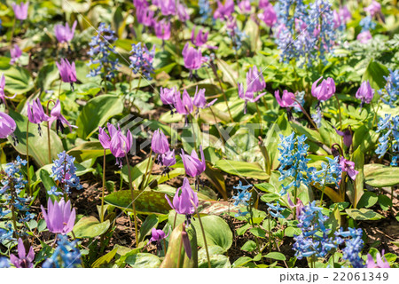 カタクリ群生 22061349