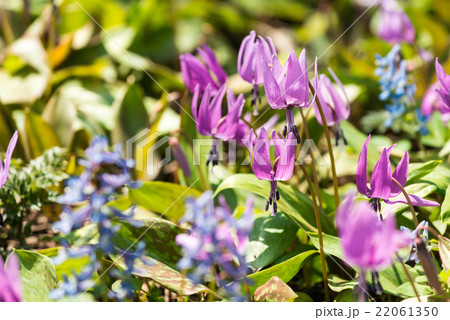 カタクリ群生 22061350