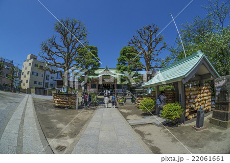 縁結びの今戸神社 縁結びの今戸神社 22061661