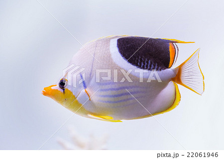 セグロチョウチョウウオ Chaetodon Ephippiumの写真素材