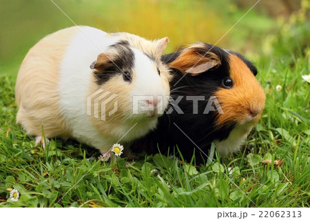 Two cute guinea pigs 22062313