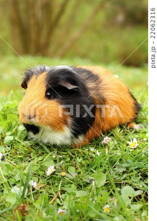 Adult guinea pig Adult guinea pig 22062316