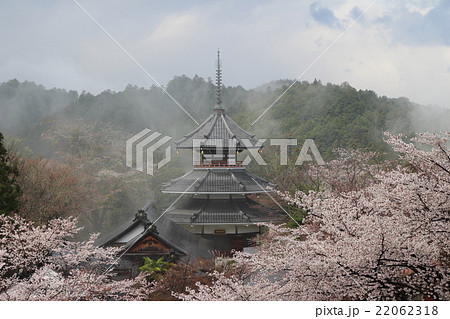 吉野の桜 吉野の桜 22062318