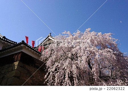 真田丸元城 桜咲く春の信州上田城 真田城 の写真素材