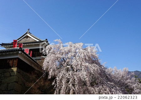 真田丸元城 桜咲く春の信州上田城(真田城)の写真素材 [22062323] - PIXTA