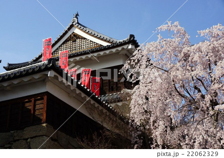 真田丸元城　桜咲く春の信州上田城(真田城) 22062329