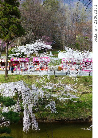 真田丸元城　桜咲く春の信州上田城(真田城) 22062351