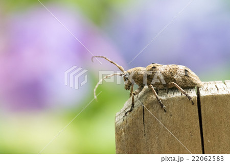 トガリシロオビサビカミキリ トガリシロオビサビカミキリ 22062583