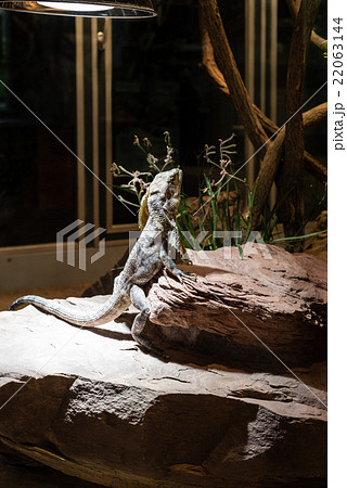 Leguan portrait  22063144