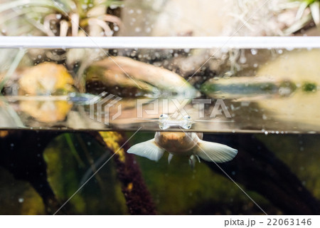 Four-eyed fish Four-eyed fish 22063146