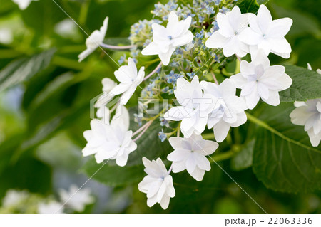 アジサイ 品種 隅田の花火 の写真素材