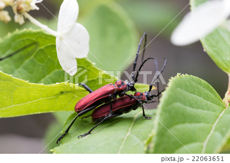 ベニカミキリのペア ベニカミキリのペア 22063651