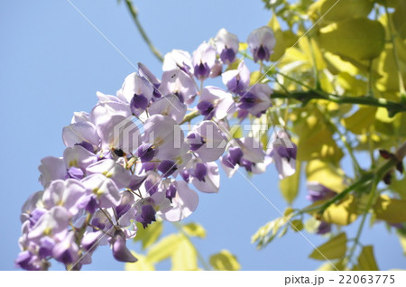 藤の花 藤の花 22063775