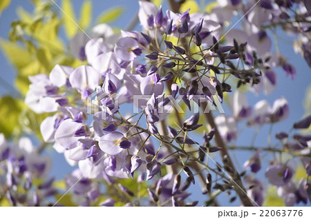 藤の花 藤の花 22063776