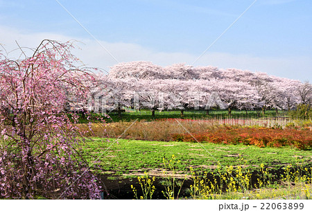 土手の桜 22063899