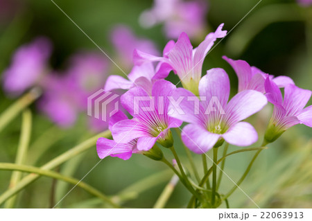 ムラサキカタバミ 22063913