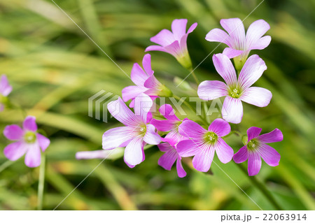 ムラサキカタバミ ムラサキカタバミ 22063914