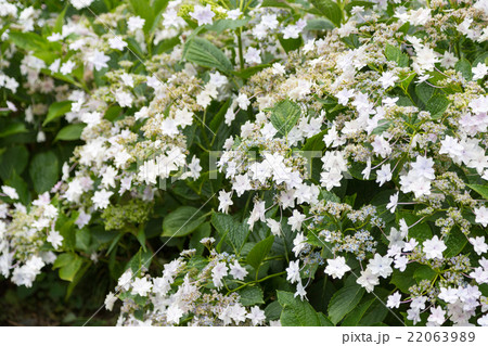 アジサイ 品種(隅田の花火) 22063989