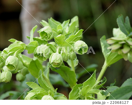 庭のフェチダス 22068127