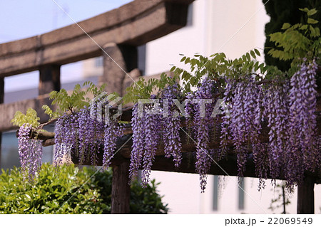 野田恵美須神社の藤 22069549
