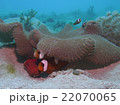 トウアカクマノミのマイホーム 22070065