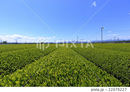 狭山茶の産地 狭山茶の産地 22070227