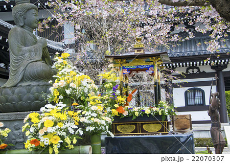 鎌倉長谷寺花まつりの写真素材