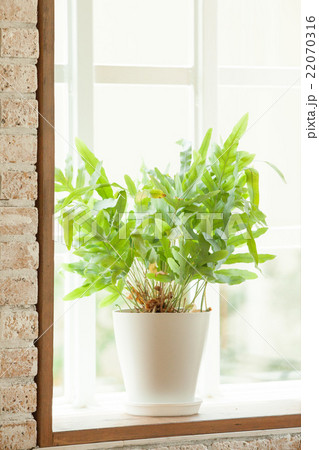 インテリア,植物 インテリア,植物 22070316