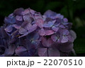 青の紫陽花 22070510