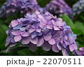 紫色の紫陽花 22070511