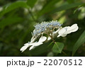 白の紫陽花 22070512
