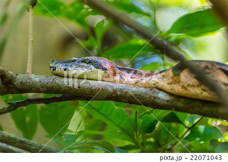 Boa on a branch of a tree in the wild rainforest 22071043