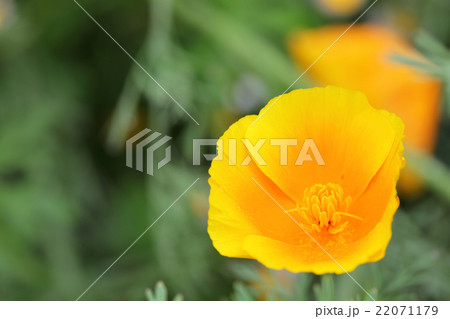 ハナビシソウの花と雨雫 22071179