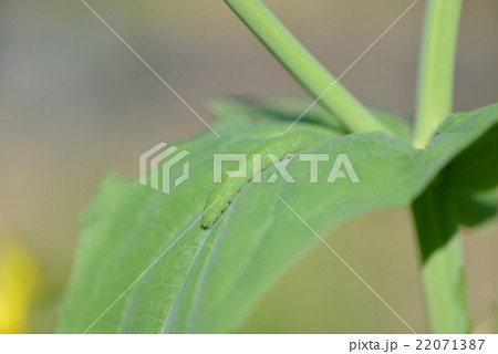 モンシロチョウの幼虫 モンシロチョウの幼虫 22071387