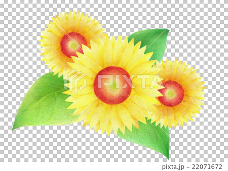 Sunflower Color Pencil Drawing Stock Illustration 22071672 Pixta