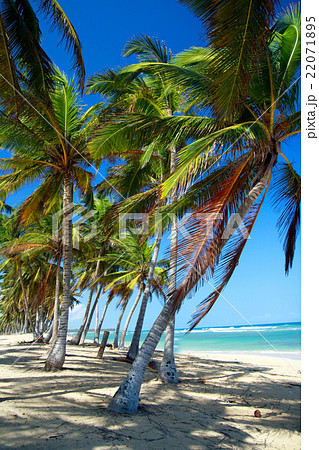 Perfect tropical shore with palm trees Perfect tropical shore with palm trees 22071895
