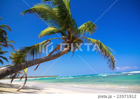 Perfect tropical shore with palm trees Perfect tropical shore with palm trees 22071912